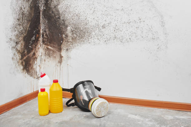 Best Mold Removal Company Near Me  in Hampton, VA