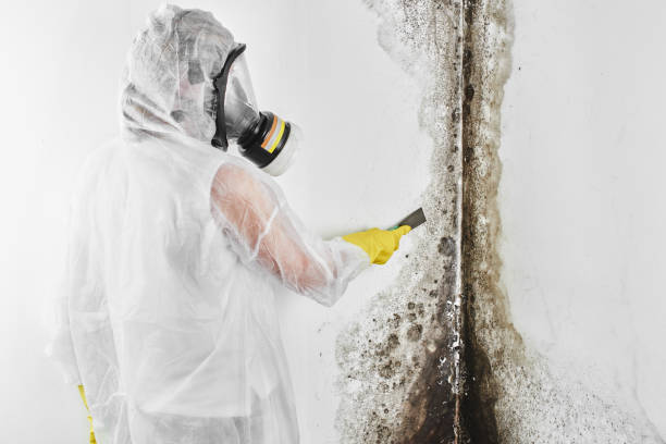Best Residential Mold Removal  in Hampton, VA