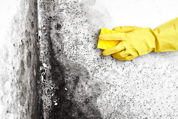 Best Same-Day Mold Removal  in Hampton, VA