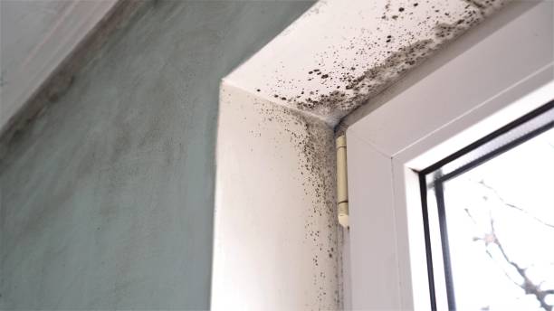 Best Residential Mold Removal  in Hampton, VA