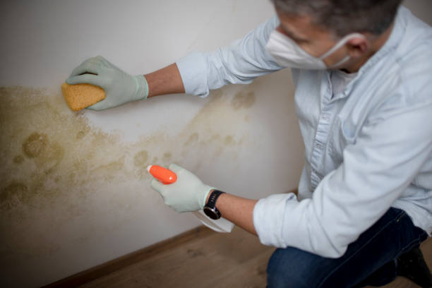 Mold Removal Process in Hampton, VA