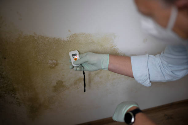 Hampton, VA Mold Removal Company