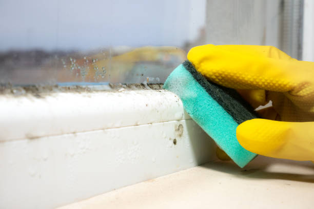 Best Attic Mold Removal  in Hampton, VA