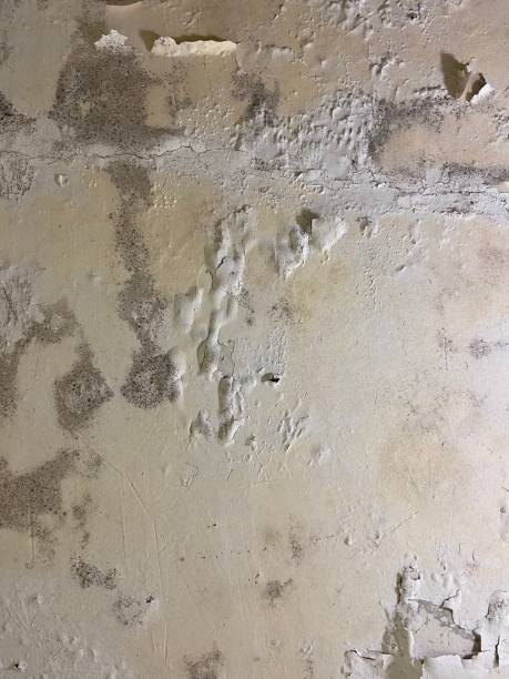 Best Crawl Space Mold Removal  in Hampton, VA