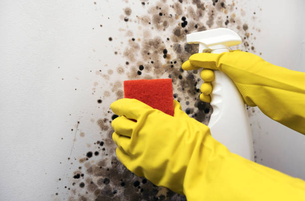 Best Mold Removal Near Me  in Hampton, VA
