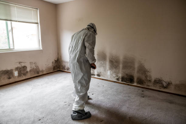 Best Home Mold Removal  in Hampton, VA