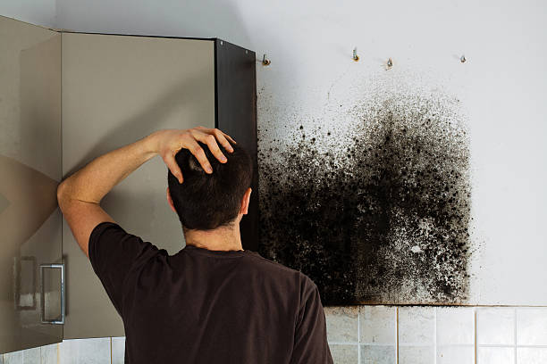 Best Commercial Mold Removal  in Hampton, VA