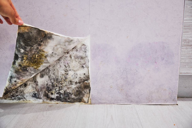 Best Office Mold Removal Services  in Hampton, VA
